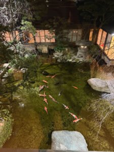 peces-koi